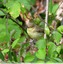Hypolaïs polyglotte