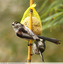 Mésange à longue queue