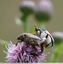 Hoplie bleue ( Hoplia coerulea )