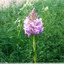 Orchis pyramidal au jardin
