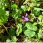Premières violettes au jardin