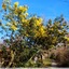 Mimosa