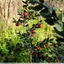 Fragon faux houx