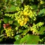 Mahonia de l'Oregon