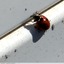 Coccinelle