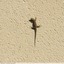 Lézard