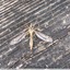 Tipule