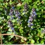Bugle rampante