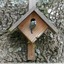 Mésange charbonnière