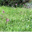 Orchis pyramidal