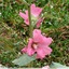 Rose trémière