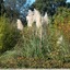 Herbe de la pampa