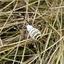 Araignée frelon