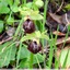 Ophrys de mars