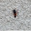 Larve de coccinelle ?