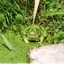 Grenouilles vertes&#128056;en tenu de camouflage