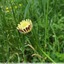 Urosperme