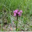 Orchis pyramidal