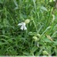 Compagnon blanc