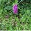Orchis pyramidal