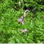 Ophrys abeille