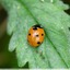 Coccinelle à sept points &#128030;