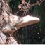 Polypore
