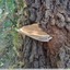 Polypore