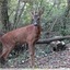 Chevreuil mâle &#129420; vidéo