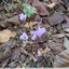 Cyclamen de Naples