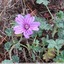 Grande mauve