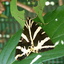 Ecaille chinée (Callimorpha quadripunctaria)