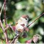 Moineau friquet ( Passer montanus )