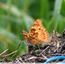 Tabac d'Espagne&#129419;