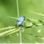 Hoplie bleue