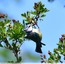 Mésange bleue .