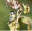 Mésange charbonnière