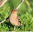 Pinson des arbres ( Fringilla coelebs )