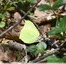 Citron
