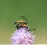 Lepture fauve (accouplement)