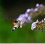 Sphinx colibri