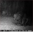 Une laie et sept marcassins vidéo &#128023;&#127809;