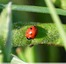 Coccinelle à sept points &#128030;