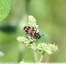 Clairon des abeilles