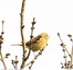 Bruant jaune