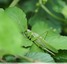 Grande sauterelle verte