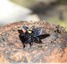 &#128029; Abeilles charpentières mâle et femelle