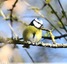 Mésange bleue