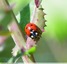 &#128030;Coccinelle à sept points