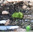 Grenouille verte
